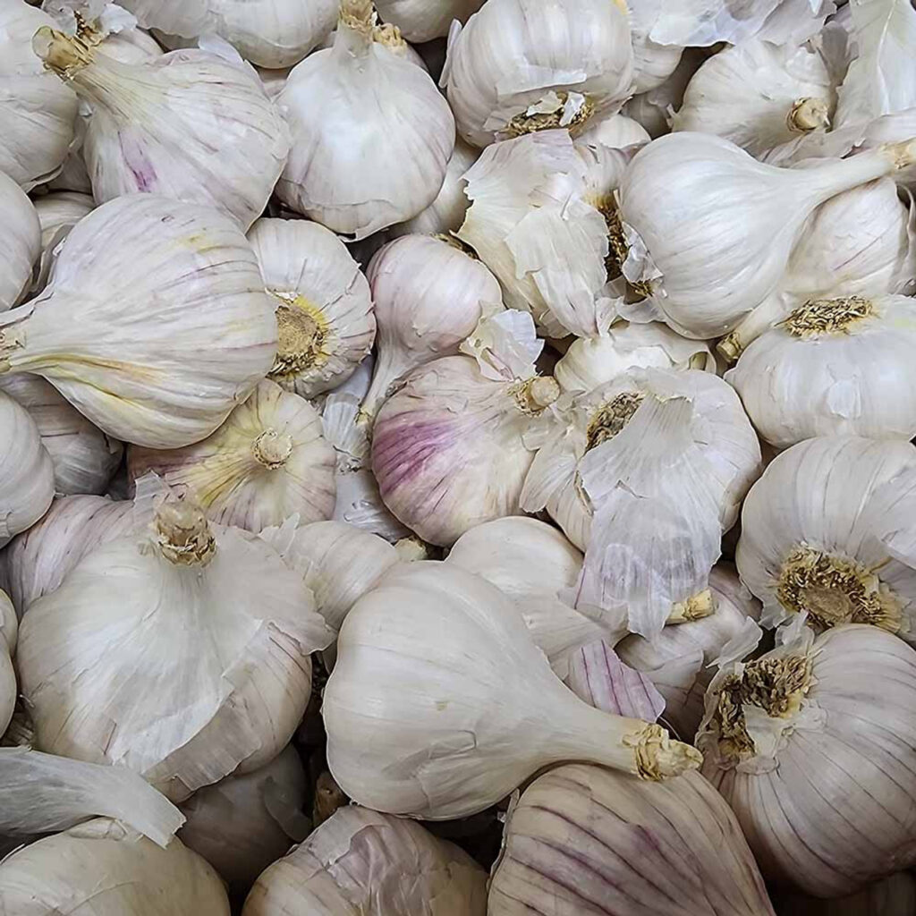 garlic 3